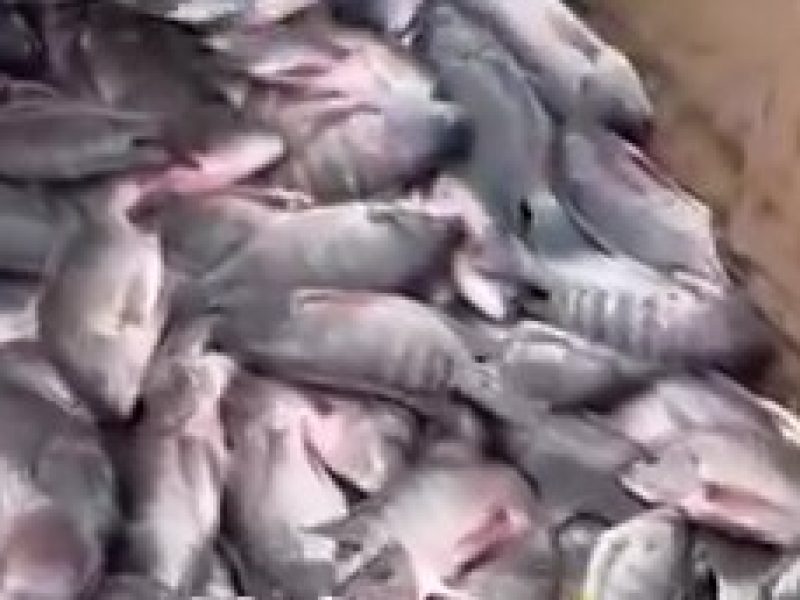 AQMrIXTlH3PsYHqbWAXRGyGR072-CC5D3bWCsYBBbLlngqSELzD4uQIadnyKiHPOiOBcQl93jrU5maIGRZw0NlsaIT6EuvBo3A7YJ5TleA - frame at 0m2s