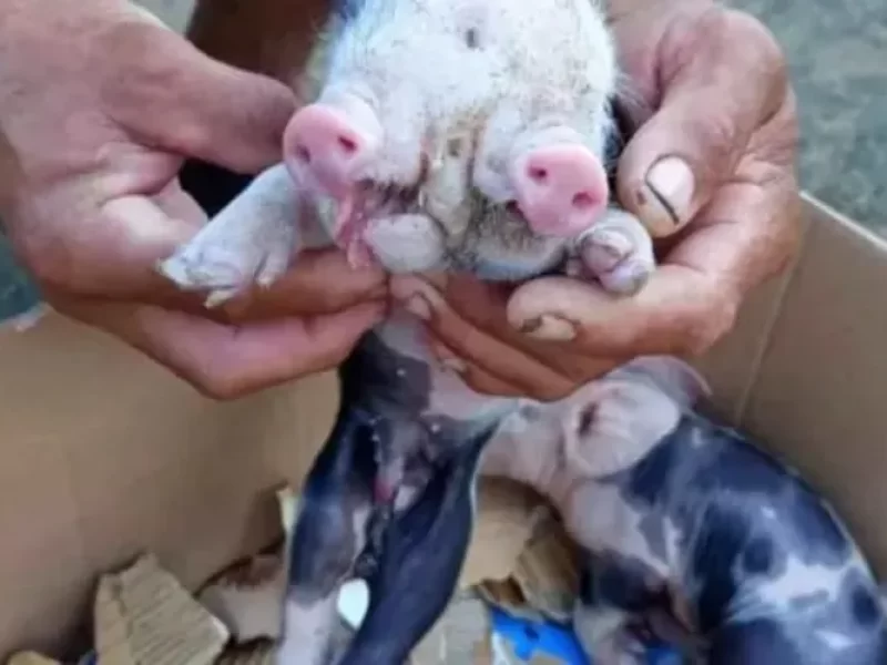 Caso-inusitado-porco-nasce-com-dois-focinhos-em-ci0131210000202508271723-ScaleOutside-1