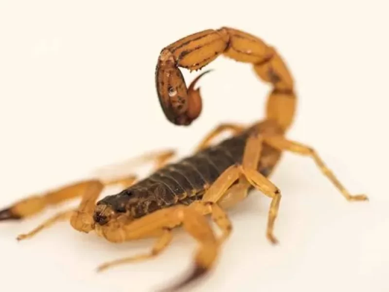 Escorpioes-e-criancas-entenda-o-risco-maior-e-como0128580200202505051519-ScaleOutside-1