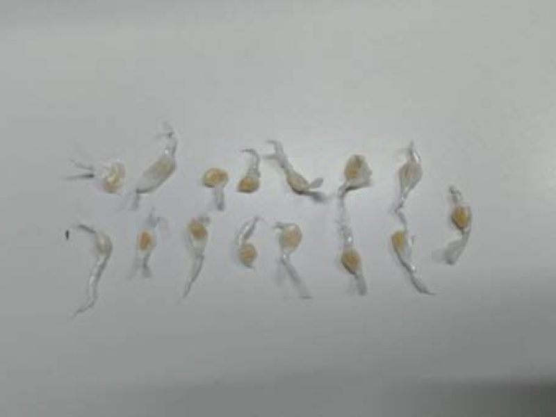 WhatsApp Image 2026-03-03 at 09.06.44