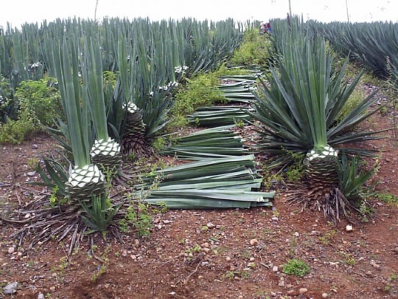 agave-sisal-foto-seagri