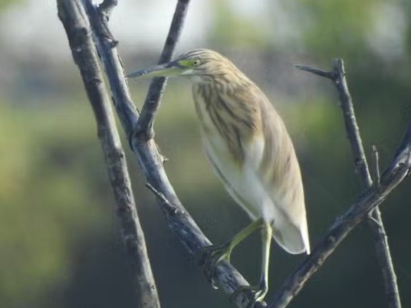 garca-convertido-de-avif-1-1